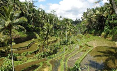 rice, paddy field, nature, ubud, bali, field, agriculture, plant, jungle, green, cultivate, biological, ubud, ubud, ubud, ubud, ubud