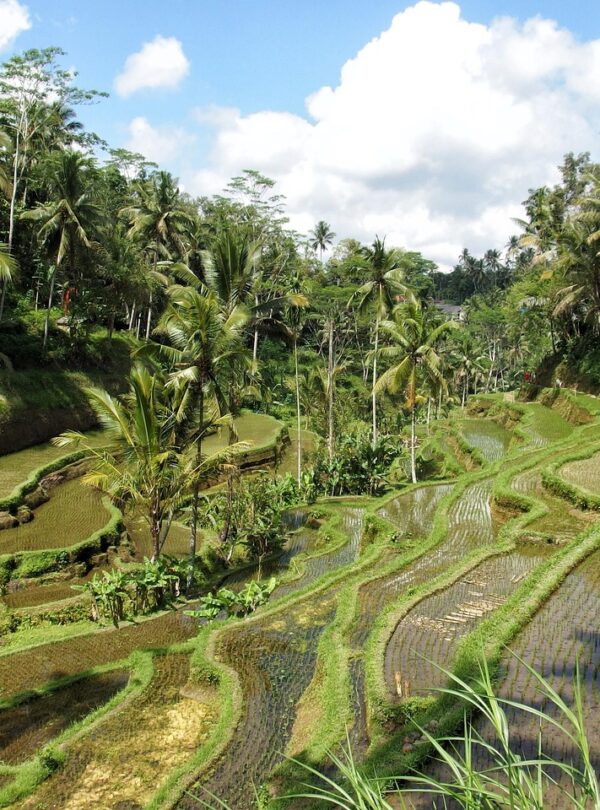 rice, paddy field, nature, ubud, bali, field, agriculture, plant, jungle, green, cultivate, biological, ubud, ubud, ubud, ubud, ubud